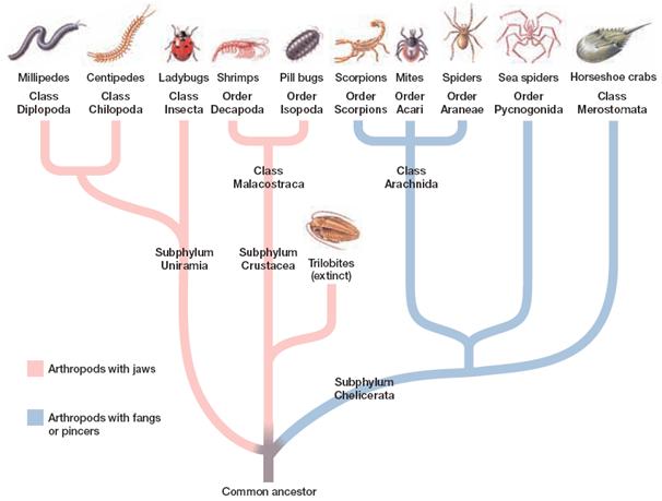 Arthropod evolution and relationships. Arboviruses are spread by the insecta and the acari groups