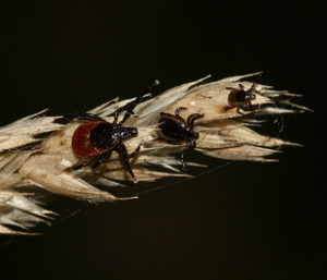 Deer Ticks (Ixodes scapularis). Some Ixodes species carry tick-borne encephalitis virus,