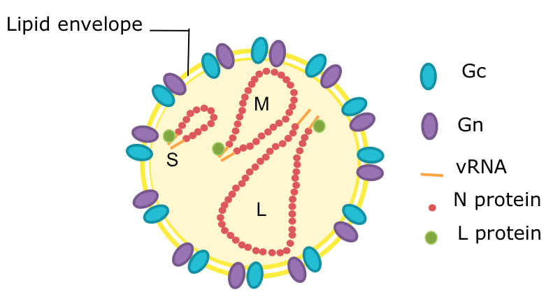 Schematic diagram of a bunyavirus virion. Credit: Veronica Rezelj