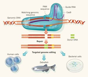 CRISPR-Cas9 genome editing can be used to manipulate vector genomes