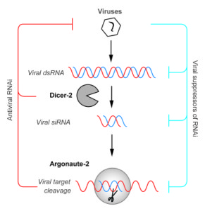 invertebrate RNAi as an antiviral pathway (Van Rij lab http://vanrijlab.org/research/)