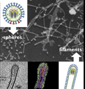 Spherical and Filamentous particles